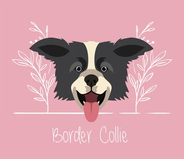 Mignonne frontière collie chien animal de compagnie tête personnage — Image vectorielle
