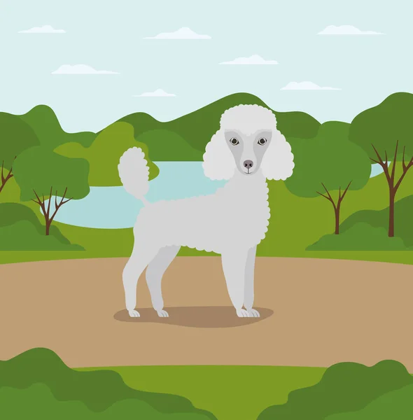 Lindo perro caniche mascota en el campamento — Vector de stock