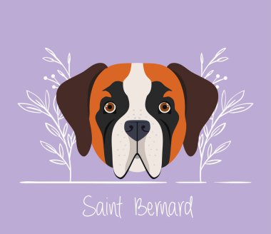 sevimli aziz bernard köpek hayvan kafa karakteri