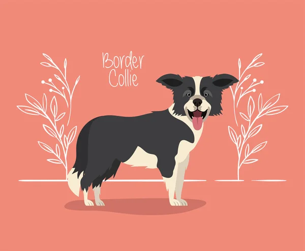 Niedlichen Border Collie Hund Haustier Charakter — Stockvektor