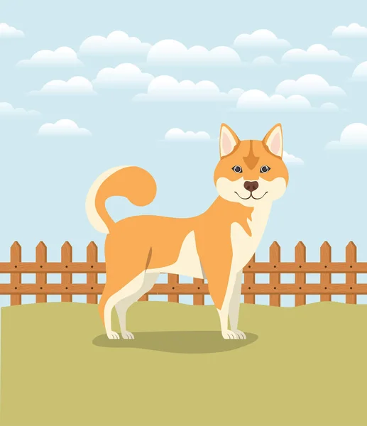 キャンプでかわいい秋田犬犬のペット — ストックベクタ