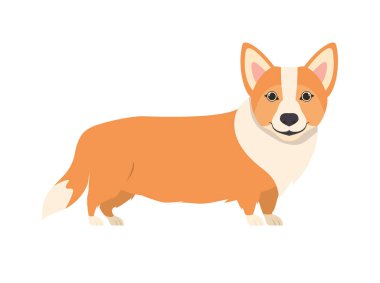 beyaz arka plan üzerinde sevimli galce corgi köpek