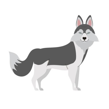 beyaz arka plan üzerinde sevimli lobo sibirya köpek