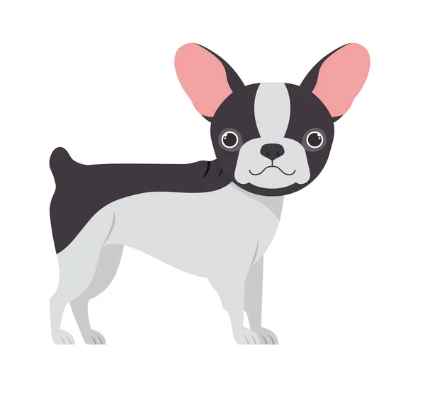 Niedlicher Boston Terrier Hund auf weißem Hintergrund — Stockvektor