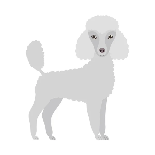 Lindo perro caniche sobre fondo blanco — Vector de stock