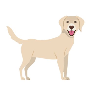 Beyaz arka plan üzerinde şirin Labrador Retriever köpek