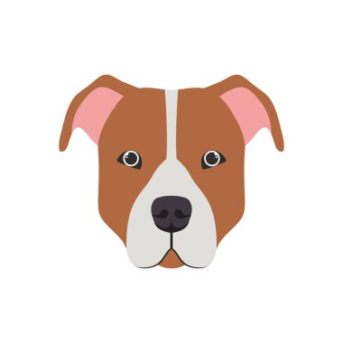 beyaz arka plan üzerinde sevimli pitbull köpek