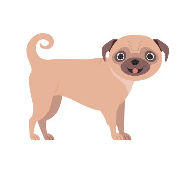 Beyaz arka planda sevimli Pug köpeği