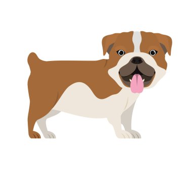 beyaz arka plan üzerinde sevimli bulldog ingles köpek