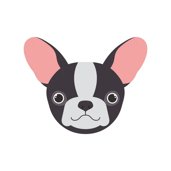 Head of cute boston terrier dog on white background — Stock Vector