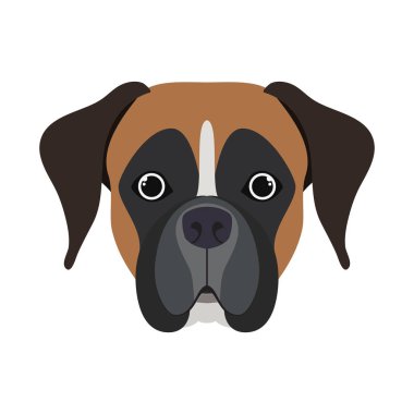 beyaz arka plan üzerinde sevimli boksör köpek başkanı