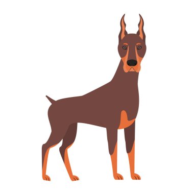 beyaz arka plan üzerinde sevimli doberman köpek