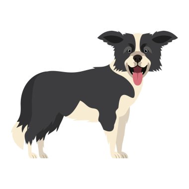 beyaz arka plan üzerinde sevimli sınır collie köpek