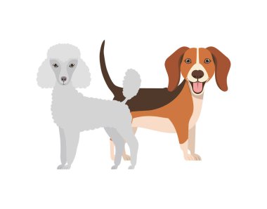 beyaz arka planda sevimli ve sevimli köpekler