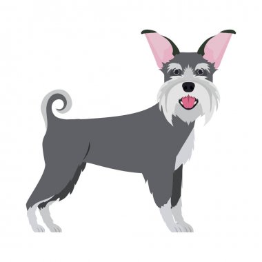 beyaz arka plan üzerinde sevimli schnauzer köpek