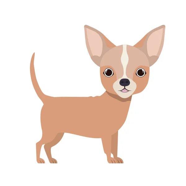 Lindo perro chihuahua sobre fondo blanco — Vector de stock