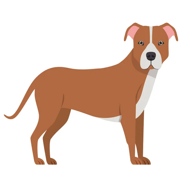 Niedlicher Pitbull-Hund auf weißem Hintergrund — Stockvektor