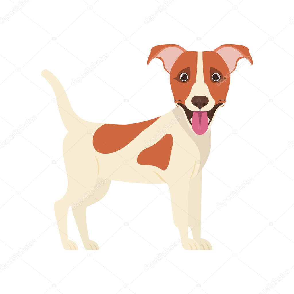 cute jack russell rerrier dog on white background