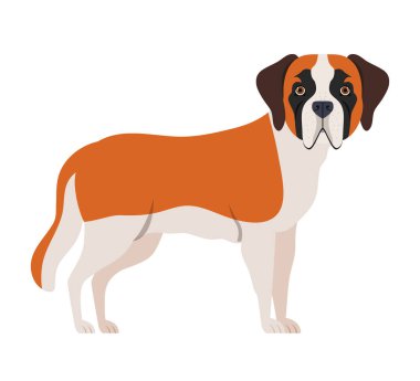 beyaz arka plan üzerinde sevimli san bernardo köpek