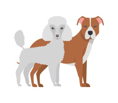 beyaz arka planda sevimli ve sevimli köpekler