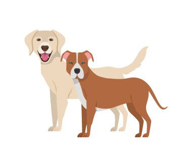 beyaz arka planda sevimli ve sevimli köpekler