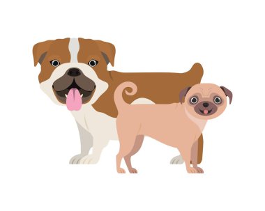 beyaz arka planda sevimli ve sevimli köpekler