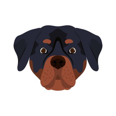 beyaz arka plan üzerinde sevimli rottweiler köpek başkanı