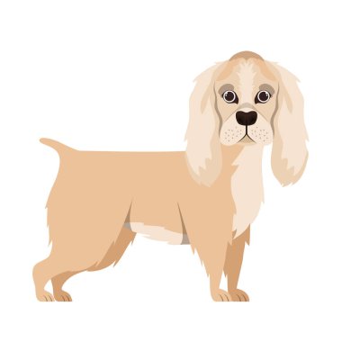 beyaz arka plan üzerinde sevimli cocker spaniel ingles köpek