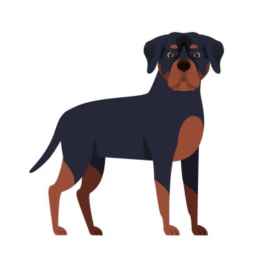 beyaz arka plan üzerinde sevimli rottweiler köpek