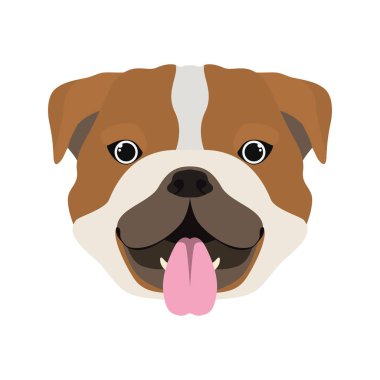 beyaz arka plan üzerinde sevimli bulldog ingles köpek başkanı