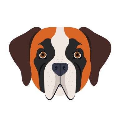 beyaz arka plan üzerinde sevimli san bernardo köpek başkanı