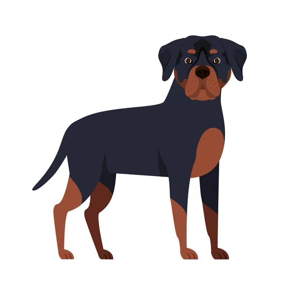 Mignon chien rottweiler sur fond blanc — Image vectorielle