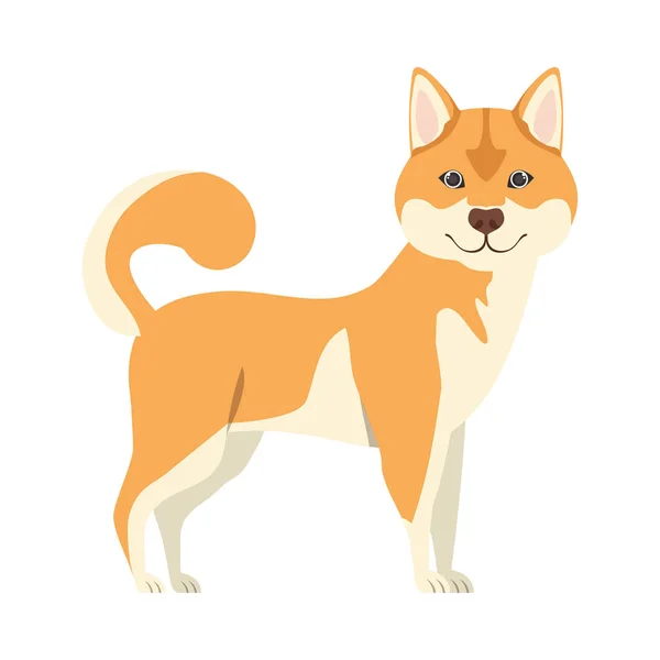 น่ารัก Akita Inu สุนัขบนพื้นหลังสีขาว — ภาพเวกเตอร์สต็อก