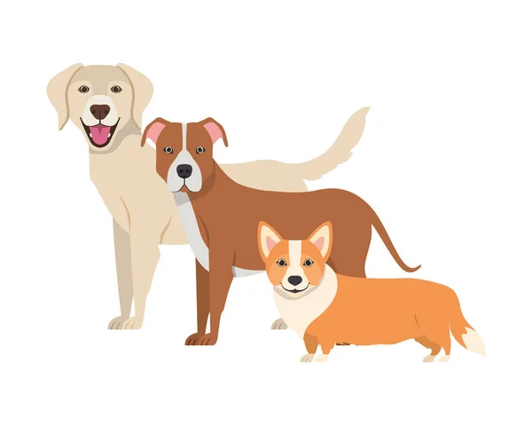 Set de perros adorables sobre fondo blanco — Vector de stock