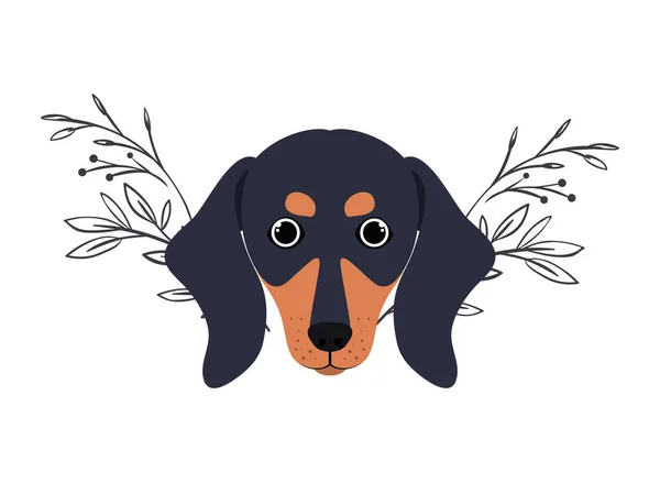 Cabeça de cão bonito dachshund no fundo branco — Vetor de Stock