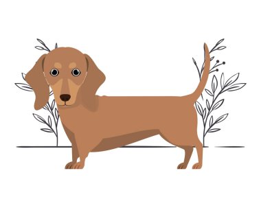 beyaz arka plan üzerinde sevimli dachshund köpek