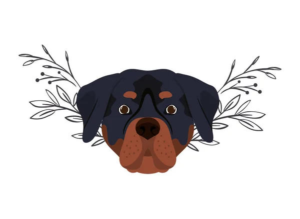 Cabeça de cão rottweiler bonito no fundo branco — Vetor de Stock