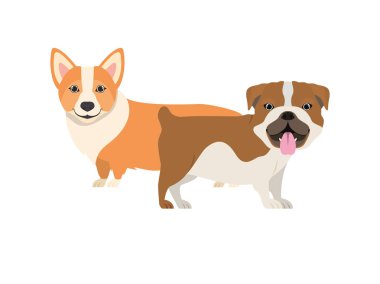 beyaz arka planda sevimli ve sevimli köpekler