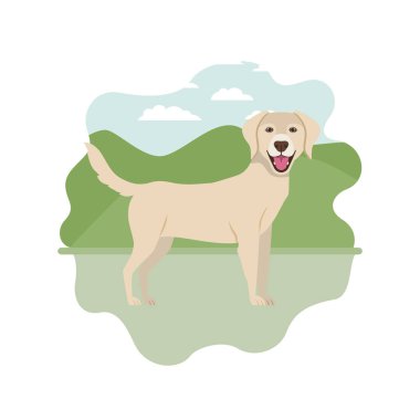 Beyaz arka plan üzerinde şirin Labrador Retriever köpek