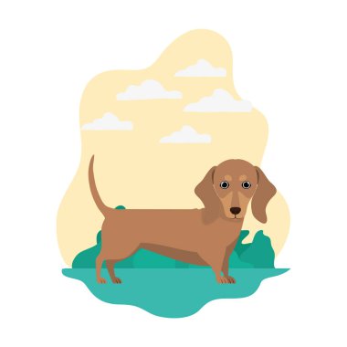 beyaz arka plan üzerinde sevimli dachshund köpek