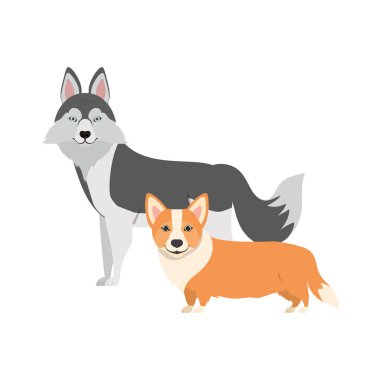 beyaz arka planda sevimli ve sevimli köpekler