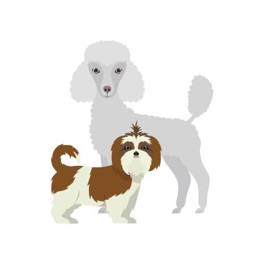 beyaz arka planda sevimli ve sevimli köpekler