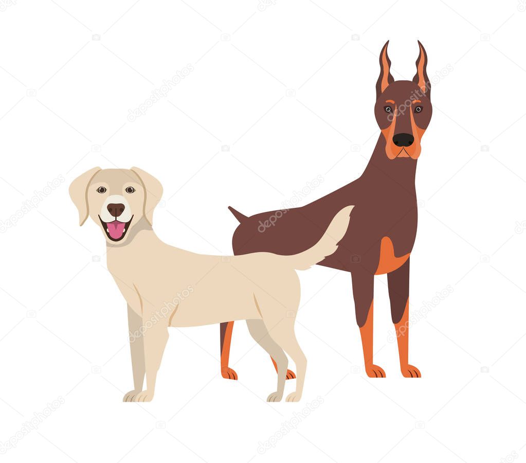 cute and adorable dogs on white background