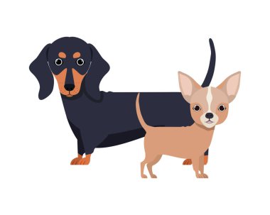 beyaz arka planda sevimli ve sevimli köpekler