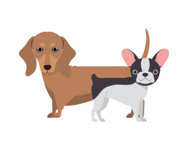 beyaz arka planda sevimli ve sevimli köpekler