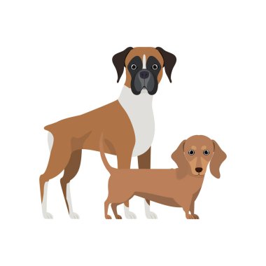 beyaz arka planda sevimli ve sevimli köpekler
