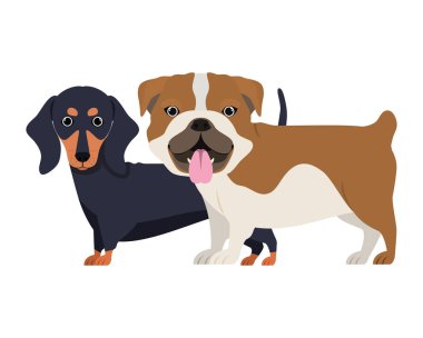 beyaz arka planda sevimli ve sevimli köpekler