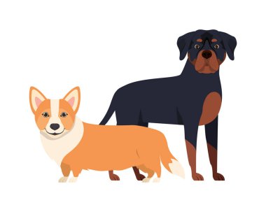 beyaz arka planda sevimli ve sevimli köpekler