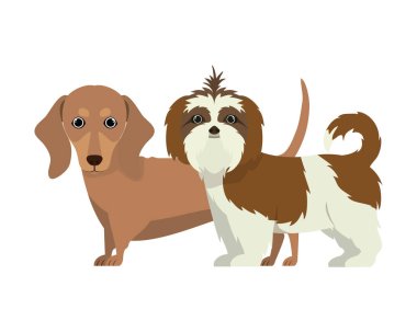 beyaz arka planda sevimli ve sevimli köpekler