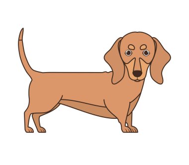 beyaz arka plan üzerinde sevimli dachshund köpek